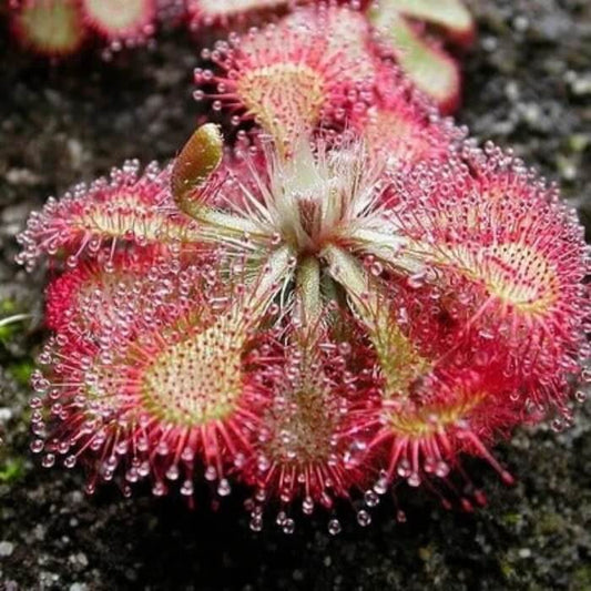 Colorful Carnivorous Plant Seeds – Carnivorous Plant Seeds for Home Gardens