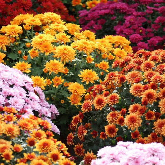 Colorful Chrysanthemum Seeds
