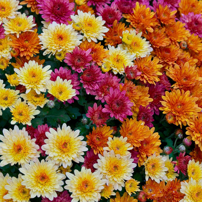 Colorful and Diverse Chrysanthemum Seeds