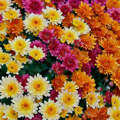 Colorful and Diverse Chrysanthemum Seeds