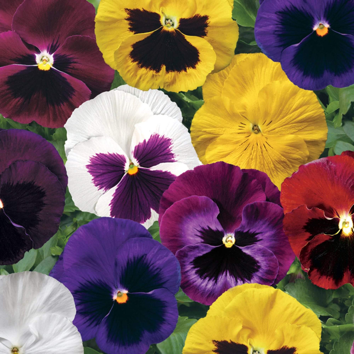 Colossus Pansy Seeds