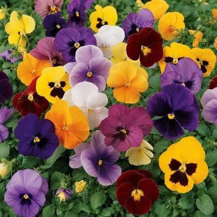 Colossus Pansy Seeds