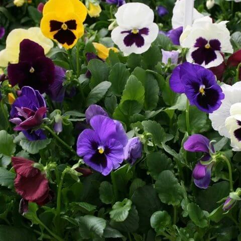 Colossus Pansy Seeds