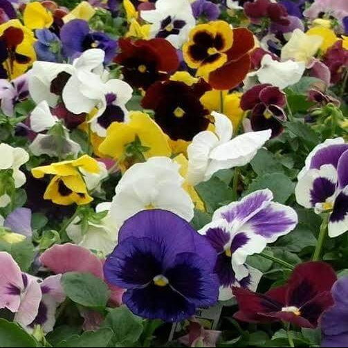 Colossus Pansy Seeds
