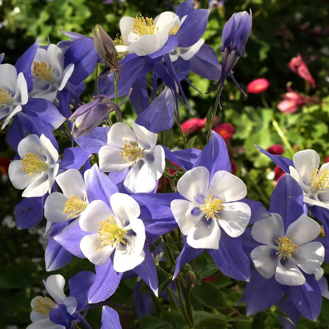Columbine Flower Seeds