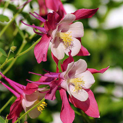 Columbine Flower Seeds