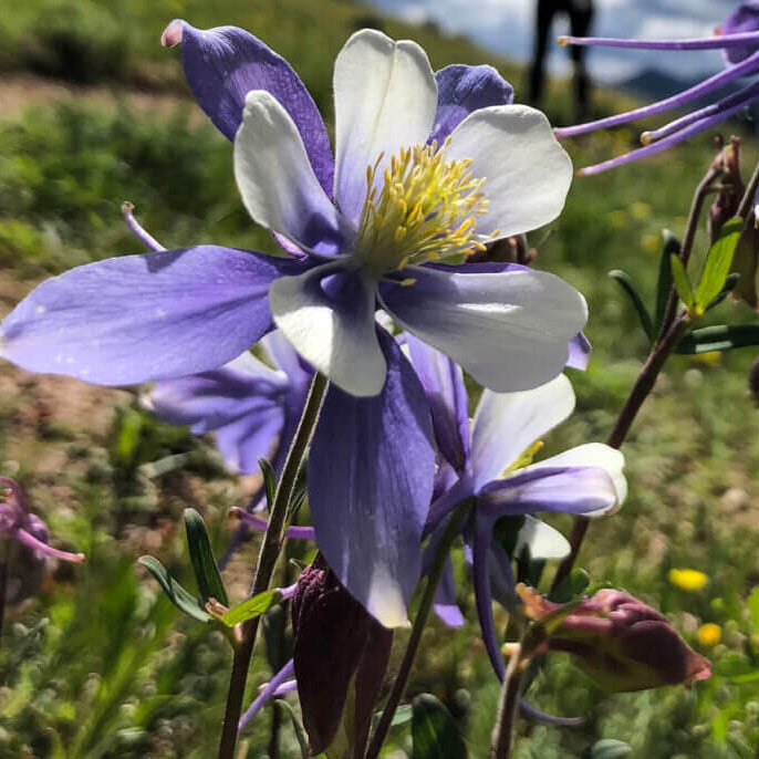 Columbine Flower Seeds
