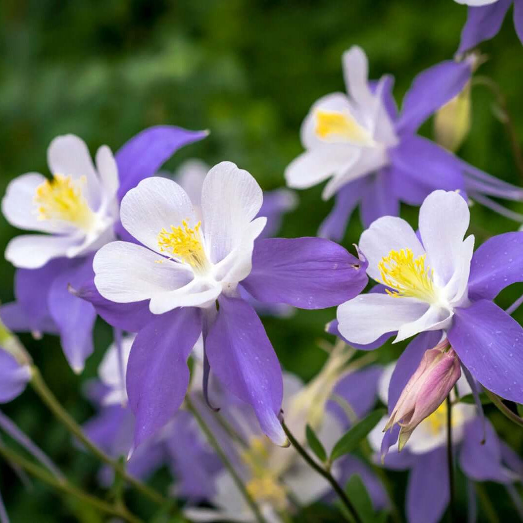Columbine Flower Seeds