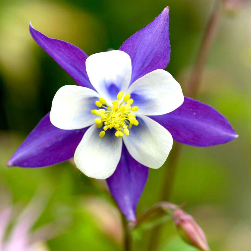 Columbine Flower Seeds