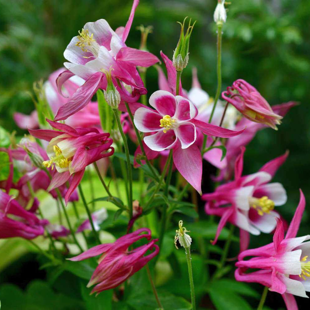 Columbine Flower Seeds