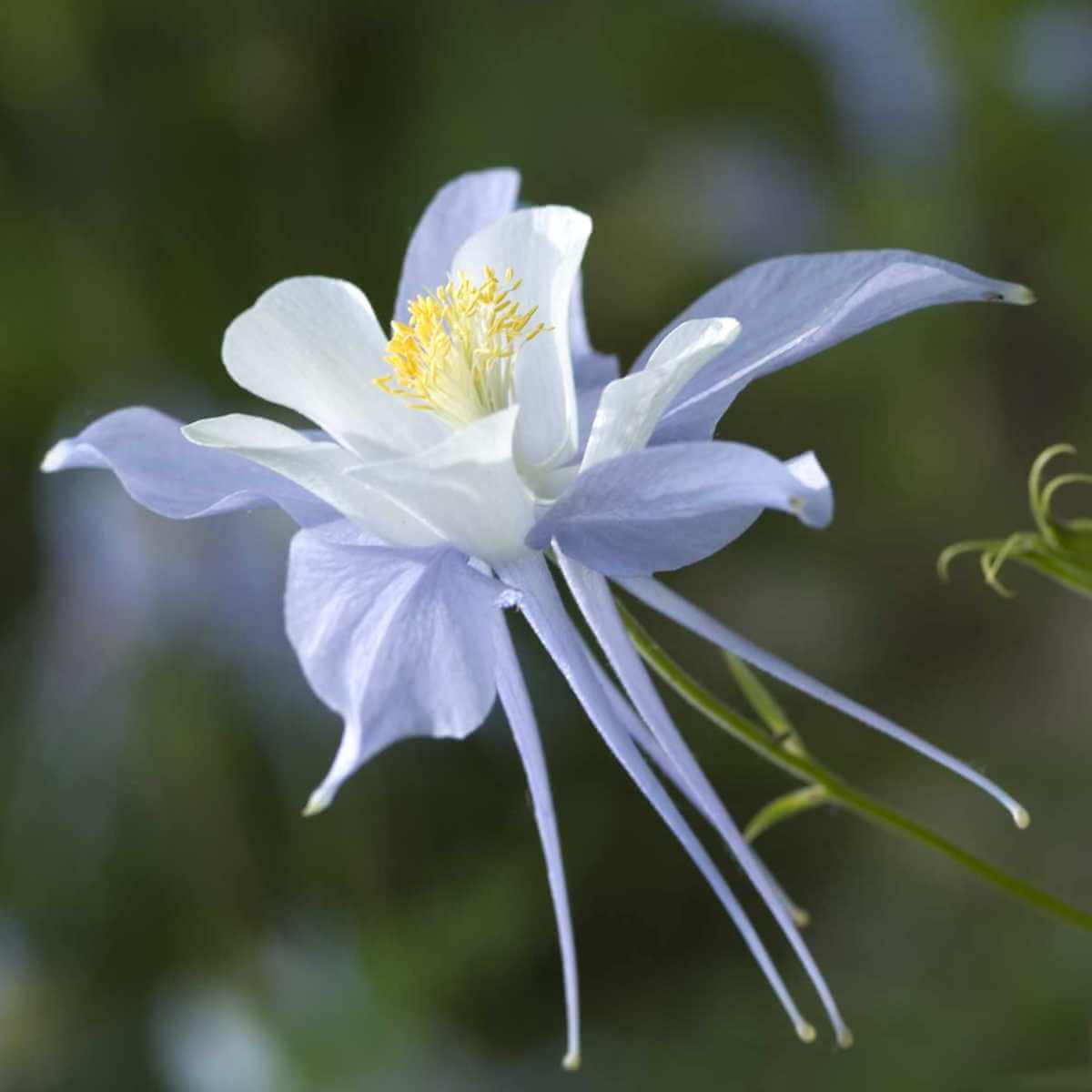 Columbine Seeds