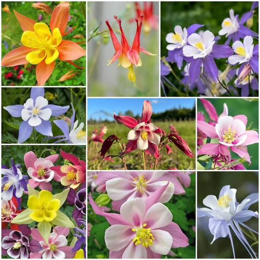 Columbine Seeds