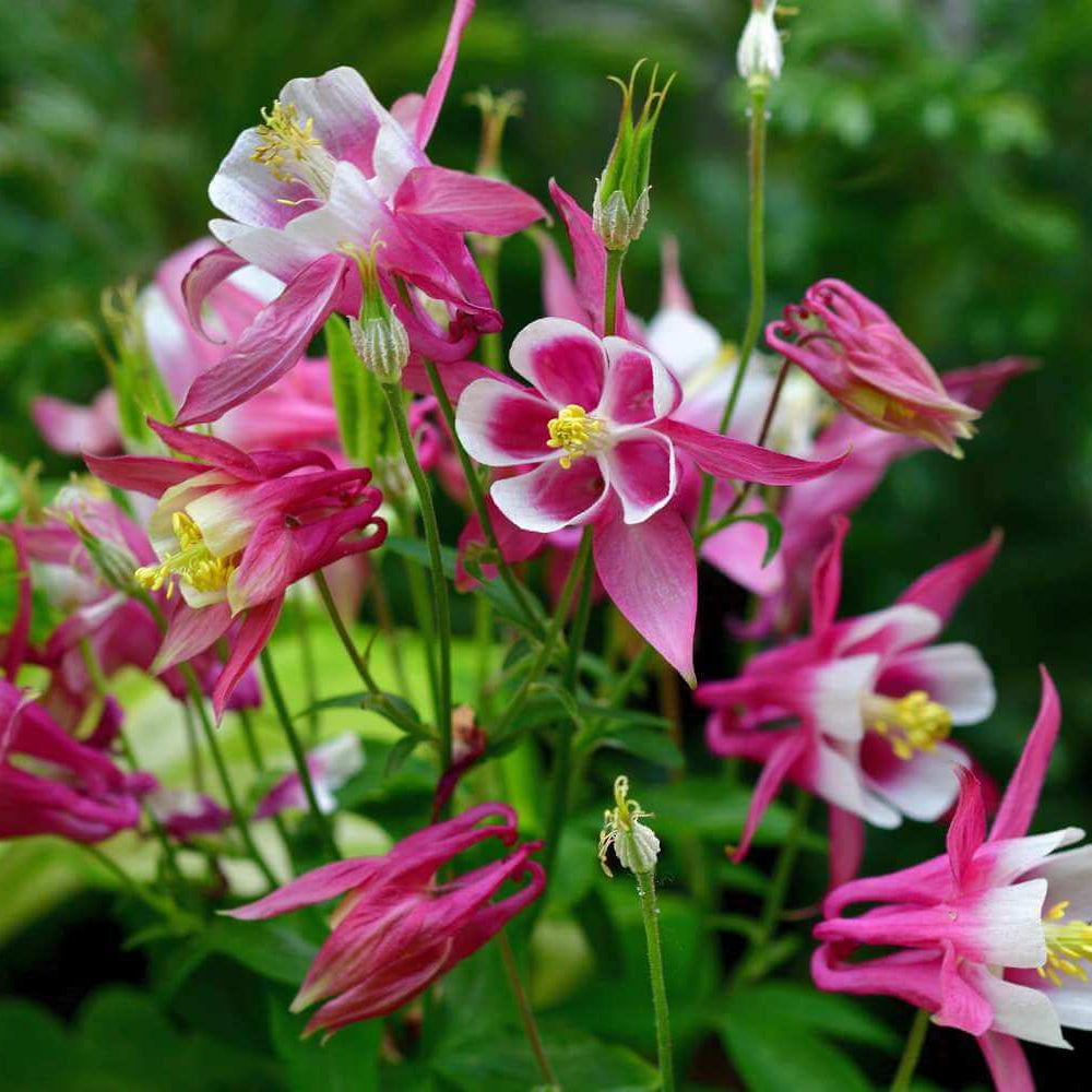 Columbine Seeds - Flower Plant for Home Gardens