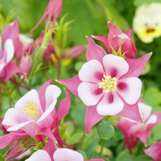 Columbine Seeds
