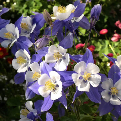 Columbine Seeds