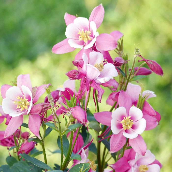 Columbine Seeds - Flower Plant for Home Gardens