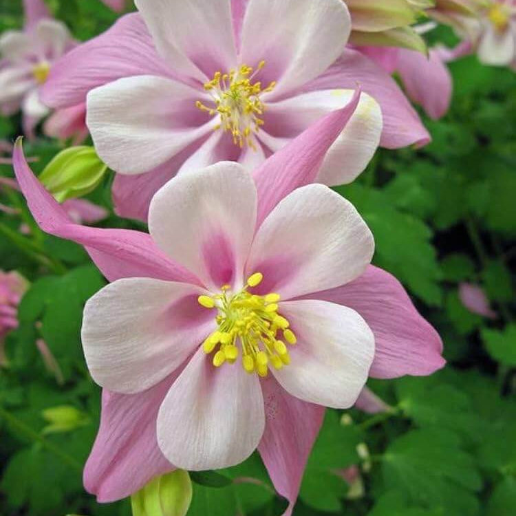Columbine Seeds - Flower Plant for Home Gardens