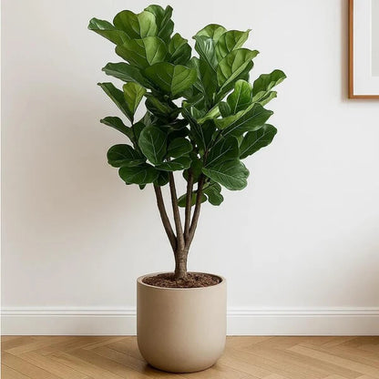 Column Fiddle Leaf Fig seeds - Flower Plant