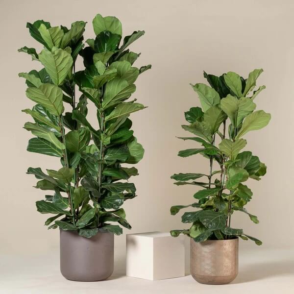 Column Fiddle Leaf Fig seeds - Flower Plant