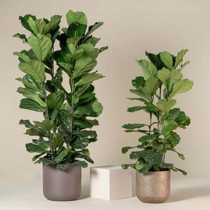 Column Fiddle Leaf Fig seeds - Flower Plant