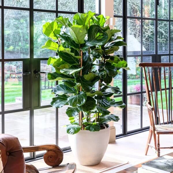 Column Fiddle Leaf Fig seeds - Flower Plant