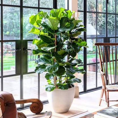Column Fiddle Leaf Fig seeds - Flower Plant