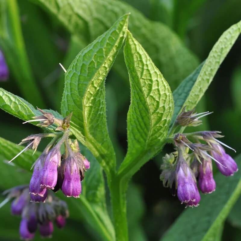 Comfrey Seeds