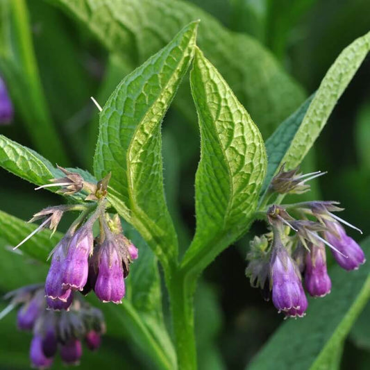 Comfrey Seeds