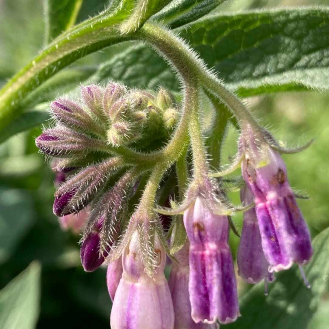 Comfrey Seeds