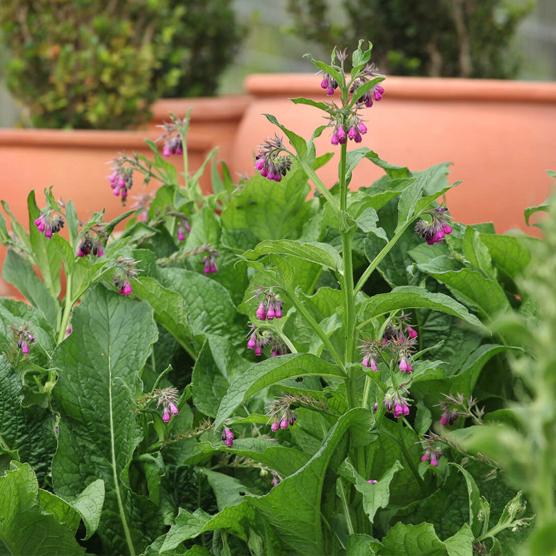 Comfrey Seeds