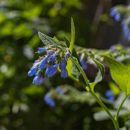 Comfrey Seeds