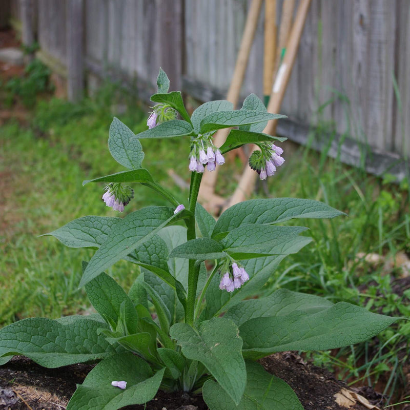 Comfrey Seeds