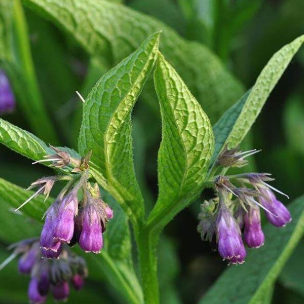 Comfrey Seeds - Herbal Plant