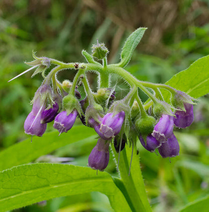 Comfrey Seeds - Herbal Plant
