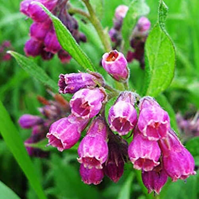 Comfrey Seeds - Herbal Plant