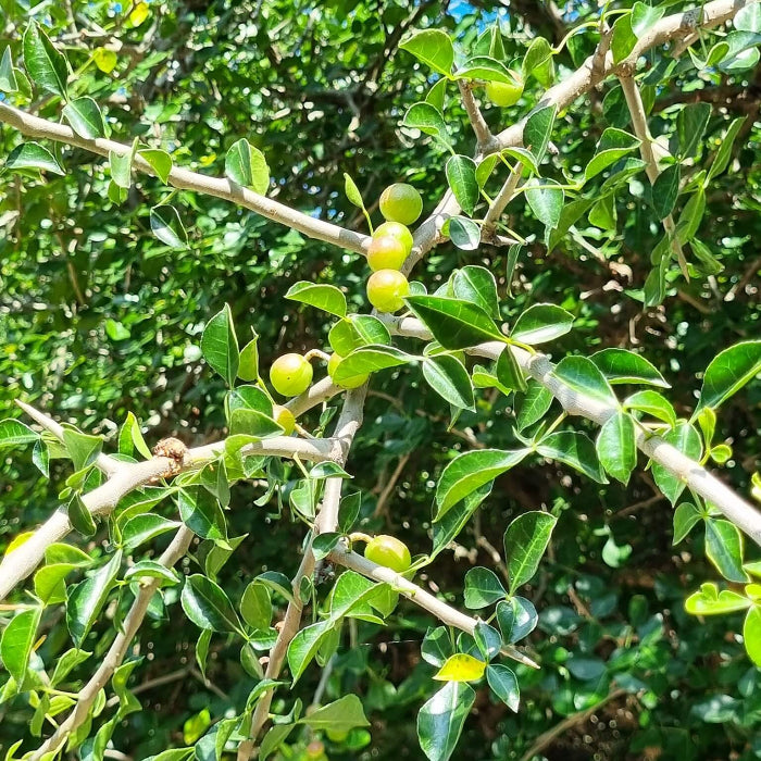 Commiphora Wightii Guggul Myrrh Seeds