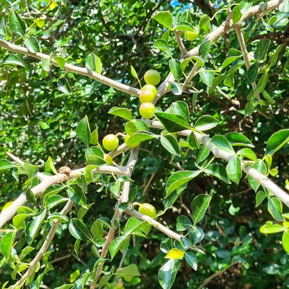 Commiphora Wightii Guggul Myrrh Seeds