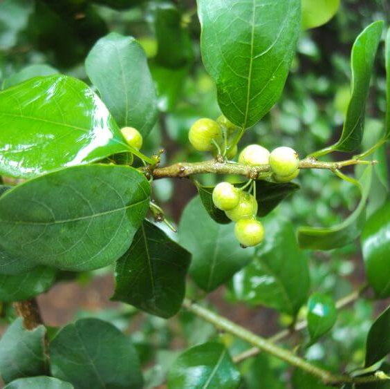 Commiphora Wightii Guggul Myrrh Seeds