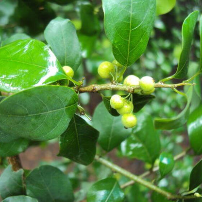 Commiphora Wightii Guggul Myrrh Seeds