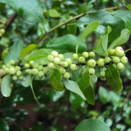 Commiphora Wightii Guggul Myrrh Seeds