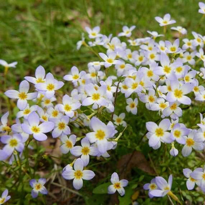 Common Bluets Seeds - Heirloom Flower Plant for Home Gardens