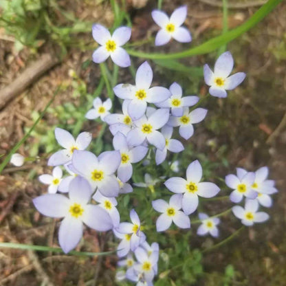 Common Bluets Seeds - Heirloom Flower Plant for Home Gardens