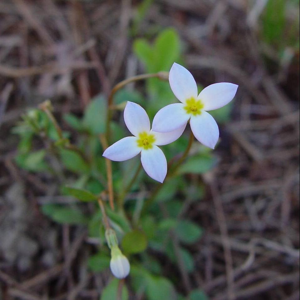 Common Bluets Seeds - Heirloom Flower Plant for Home Gardens