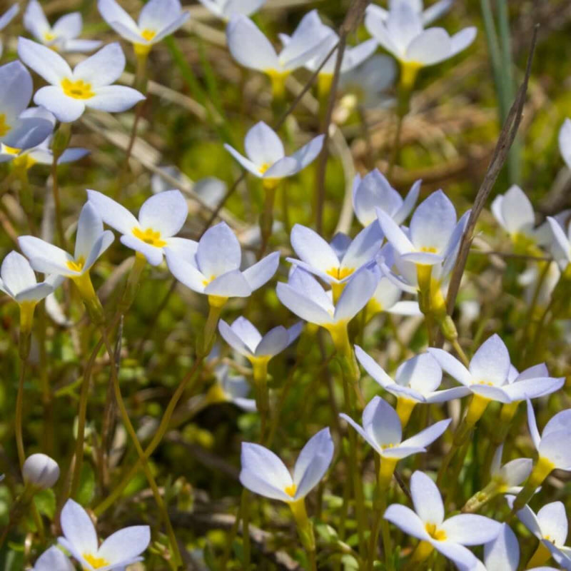 Common Bluets Seeds - Heirloom Flower Plant for Home Gardens