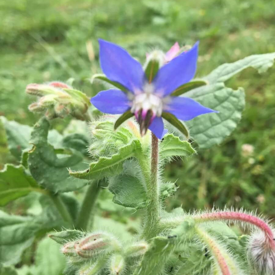 Common Borage Seeds