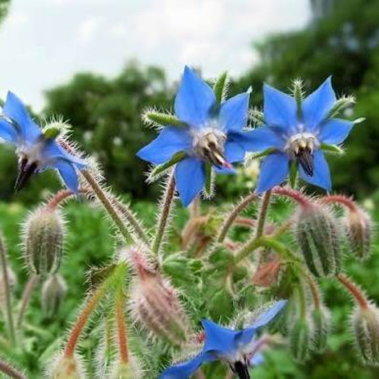 Common Borage Seeds
