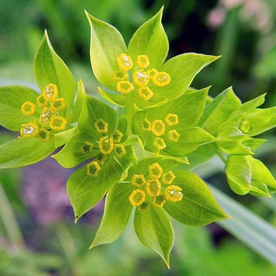 Common Bupleurum Seeds 