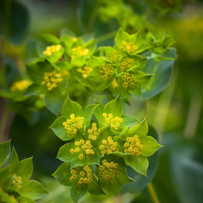Common Bupleurum Seeds 