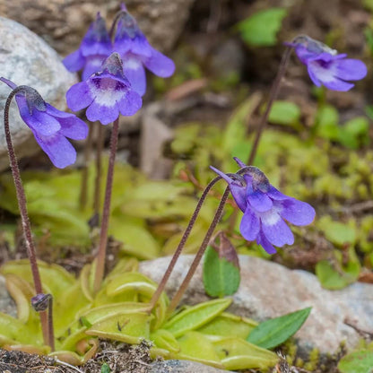 Common Butterwort Seeds 