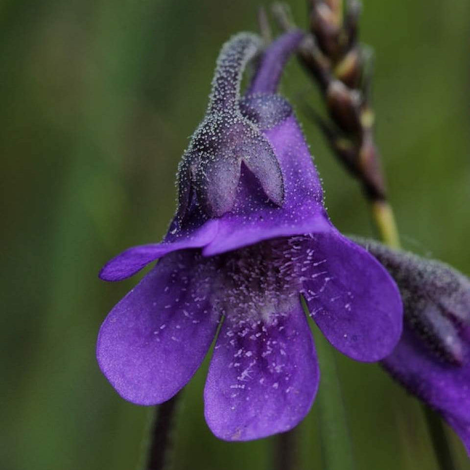 Common Butterwort Seeds 